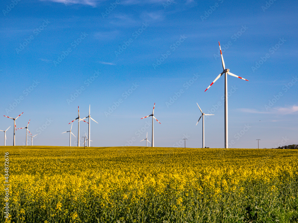 Windkraftanlage an einem Rapsfeld das blüht