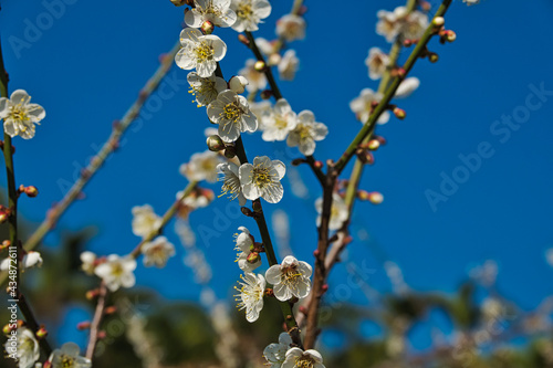 White plum blossoms in full bloom, attracting bees for nectar, blue sky.The unique winter forest in Dongshi Forest adds to the mountain scenery. Taichung, Taiwan. 21 Jan. 2021.