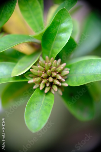 Close up of pink Asoka flower. © renipurnama