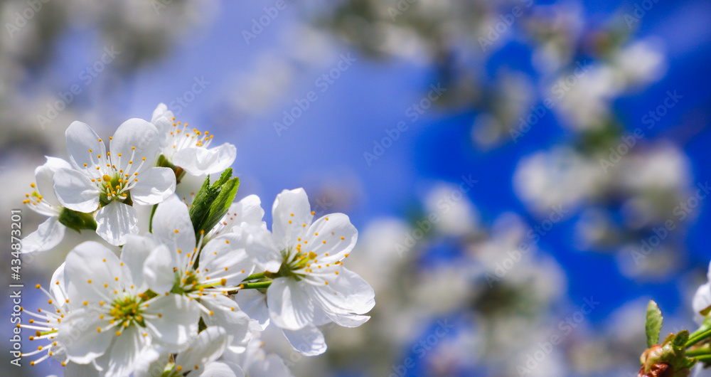 Blooming cherry. Delicate white flowers of a cherry tree close-up. Blurred background of flowers and blue sky.