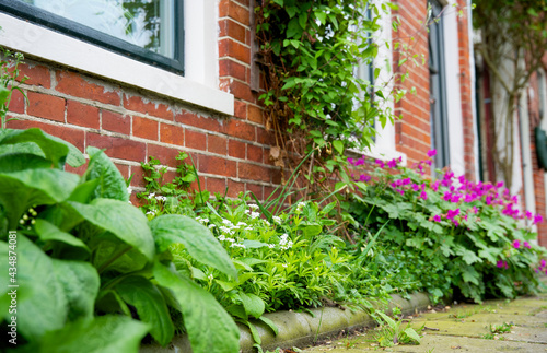 Close up of a green facade garden in the city on behalf of climate adaptation photo