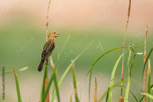 Golden sparrow lives in subtropical and subtropical areas in floodplains, grasslands, swamps and agricultural areas.