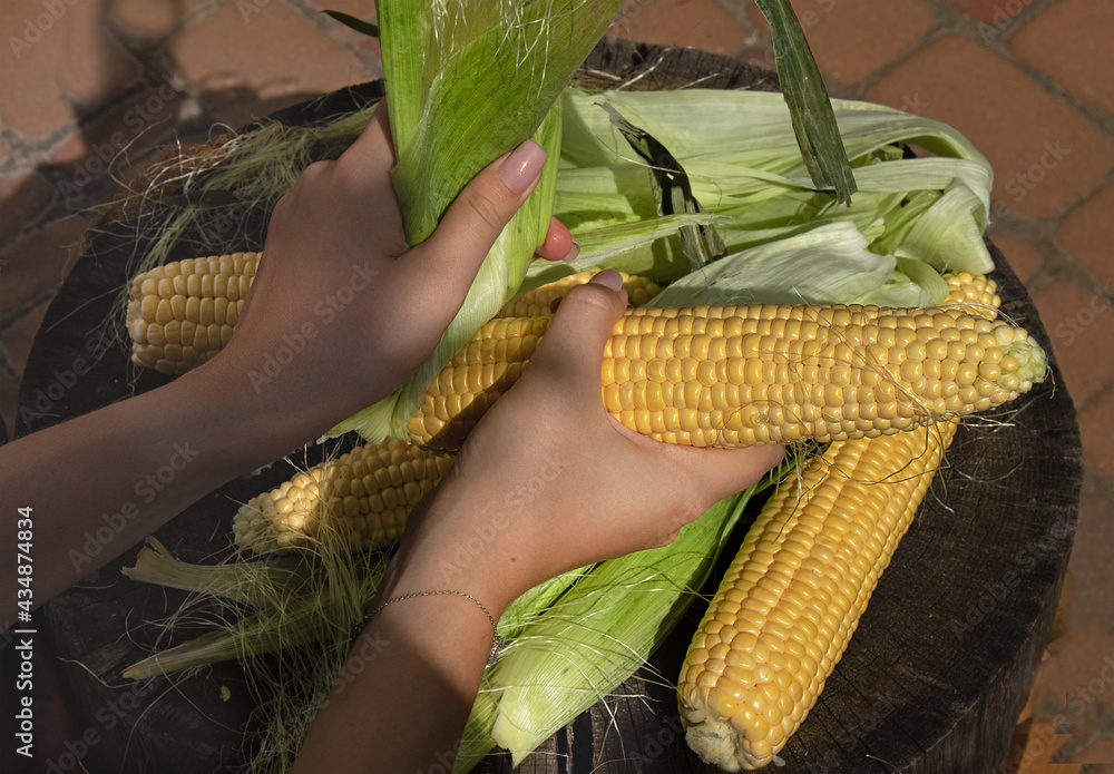 Obraz premium ear of corn in female hands. Girl peels corn after harvest