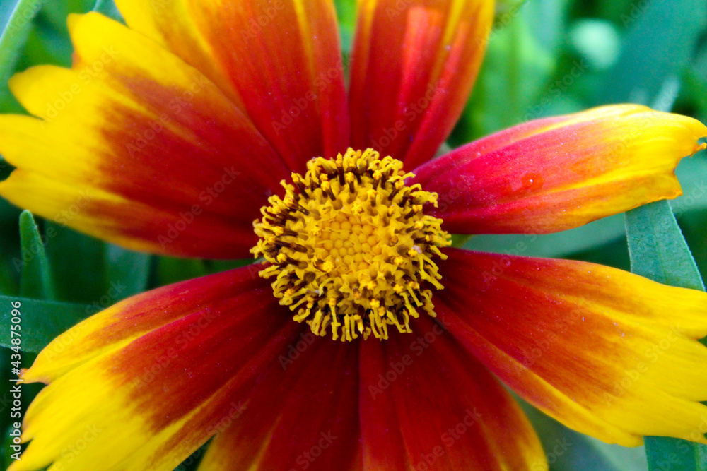 Obraz premium Goldenmane tickseed is a brilliantly colored wild flower native to the southern United States