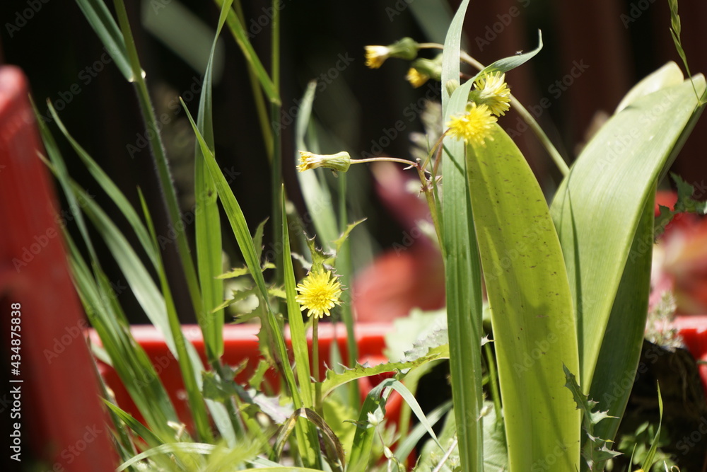 Fototapeta premium flower in grass