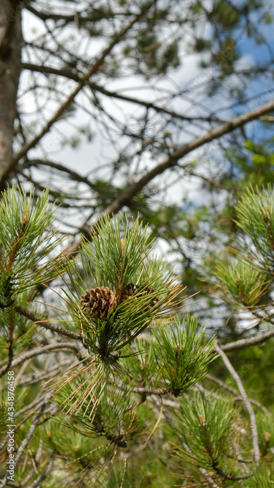 close up of pine cone on a pine tree branches close up of pine cone on a pine tree branches
