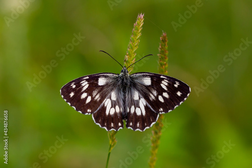 Marbled White Butterfly - Melanargia galathea,T he winged pose in green leaves is wonderful