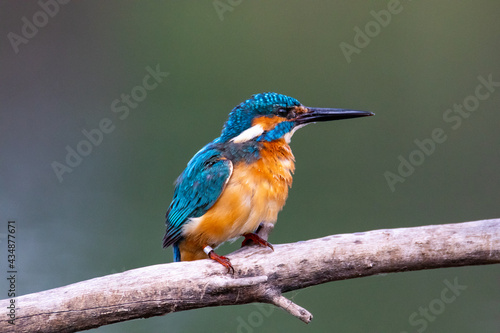 Common Kingfisher shakes water after fishing dive