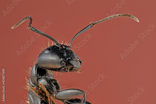 fourmi en gros plan (focus stacking) photo