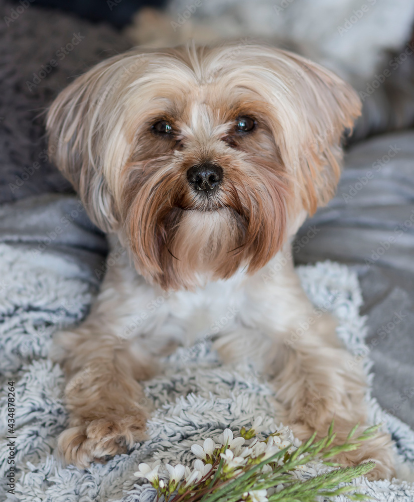 Portrait of a Yorkie breed dog. He lies on the couch. Portrait of a Yorkie breed dog. He lies on the couch.