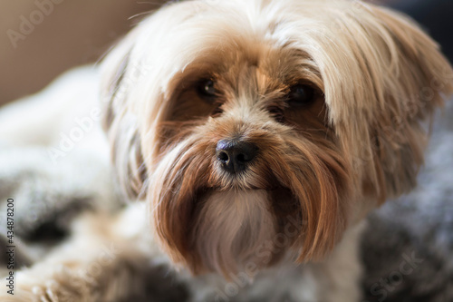 Portrait of a Yorkie breed dog. He lies on the couch.