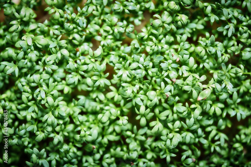 Closeup Of Young Cilantro Seeds Sprouts