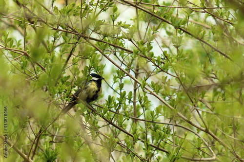 Yellow bird sitting on a branch.
