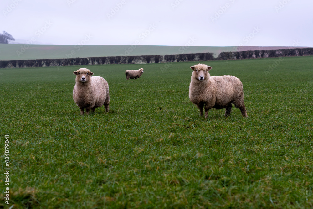 Obraz premium Trio of sheep in large field in rural setting