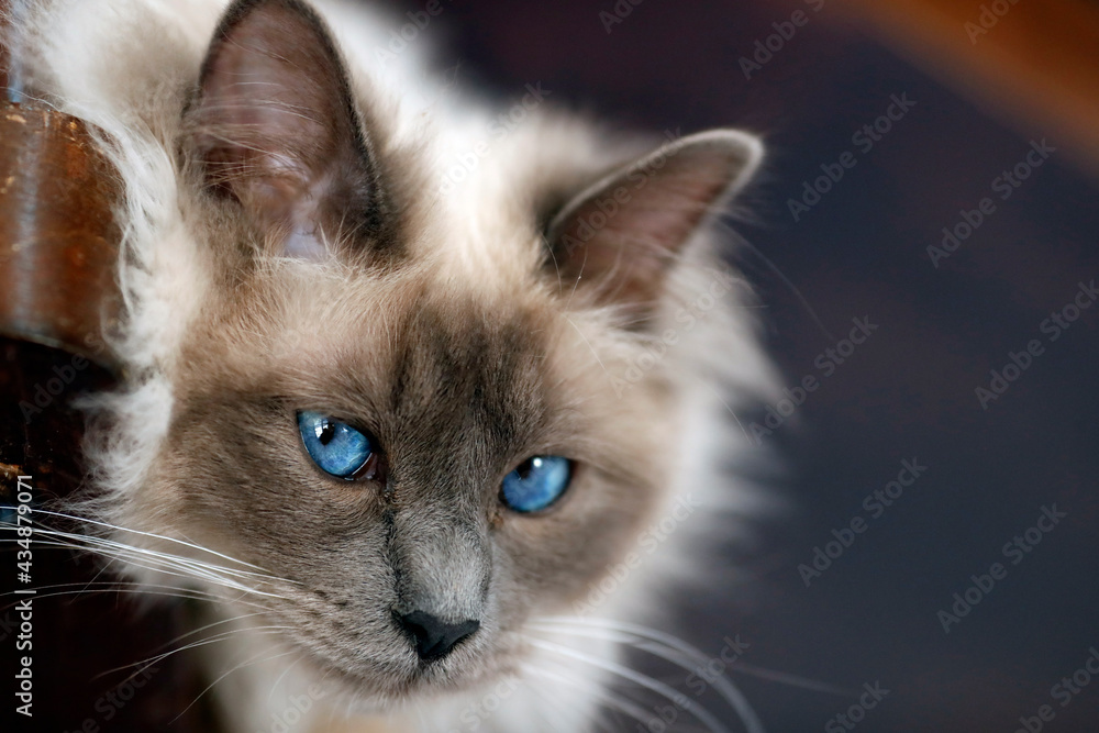 Ragdoll cat with blue eyes.  France.