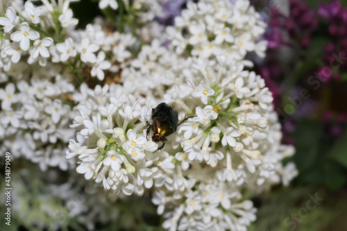 Beetle Golden bronzovka sits on flowers of white lilac, blurred background. © Inna_R