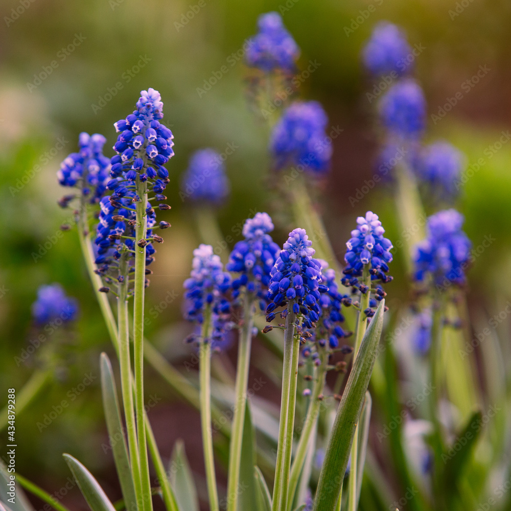 blooming muscari close-up, blurred background blooming muscari close-up, blurred background