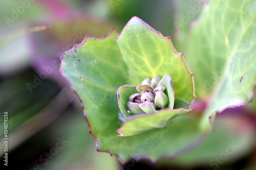 Rosa Knospen einer Fetthenne photo