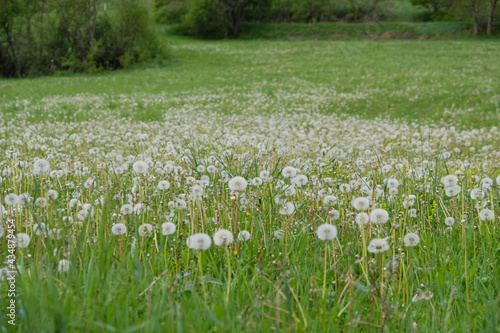 Dandelion flowers in the grass field 