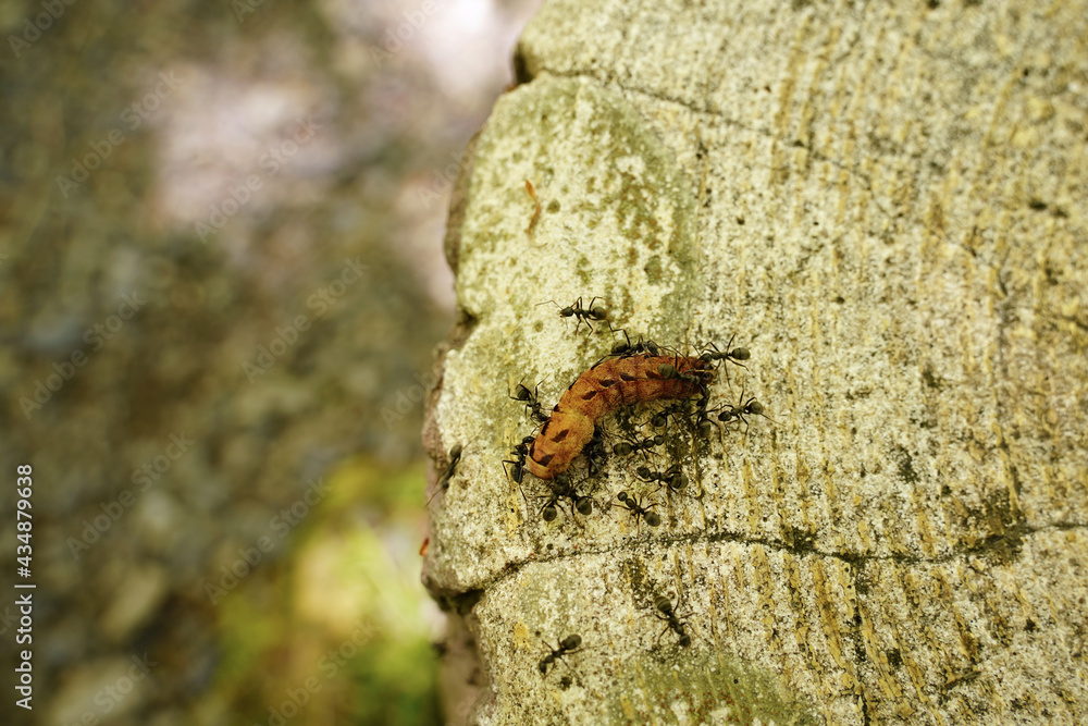 ケムシに群がるクロあり