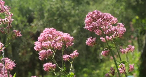 A bumblebee, a stubby bee, sucks nectar from a flower of a red valerian plant.Red Valerian or Centranthus ruber has the same active ingredients as Valeriana officinalis. Liguria, Italy.