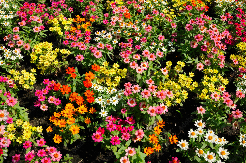 Attractive Colorful Flowers