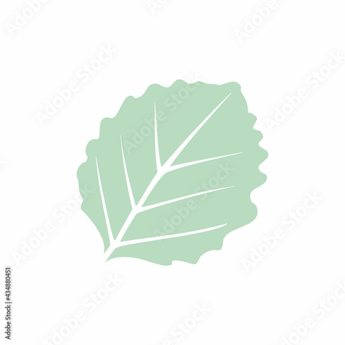 Graceful green leaves. Flat twig. Vector isolated element. Garden plant. Icon