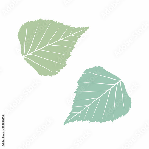 Graceful green leaves. Flat twig. Vector isolated element. Garden plant. Icon