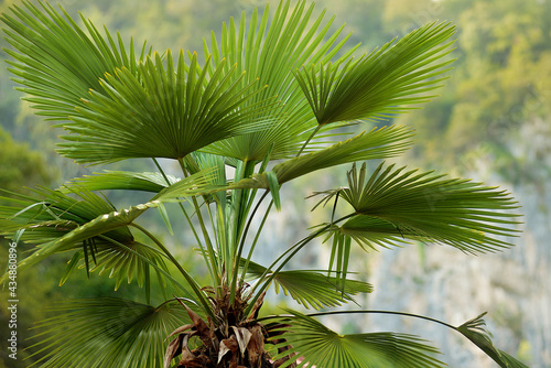 The upper part of a palm tree with green leaves on long branches.