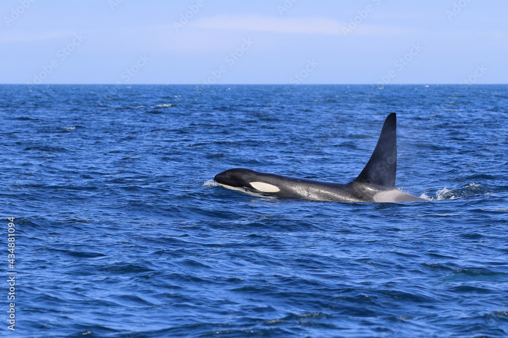 Fototapeta premium 【北海道】知床の海に回遊する野生のシャチ（北海道羅臼沖）