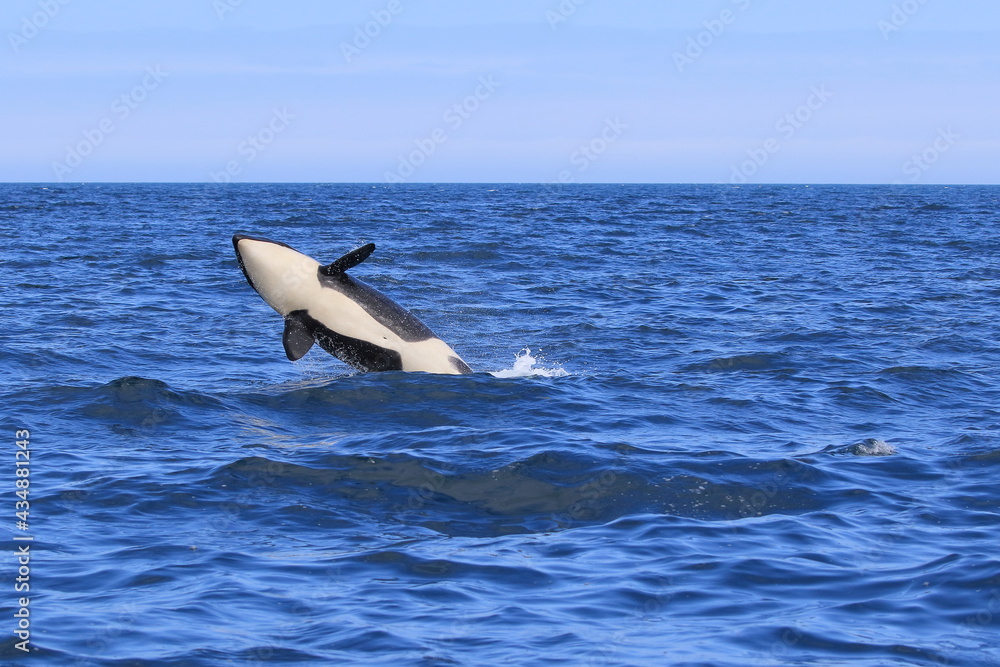 Fototapeta premium 【北海道】知床の海に回遊する野生のシャチ（北海道羅臼沖）