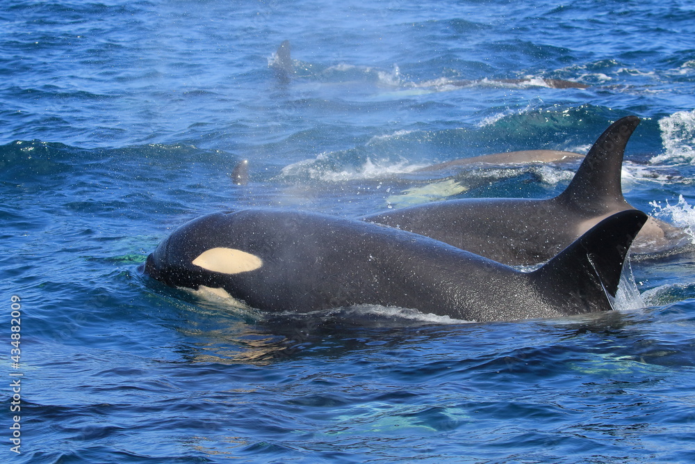 Fototapeta premium 【北海道】知床の海に回遊する野生のシャチ（北海道羅臼沖）