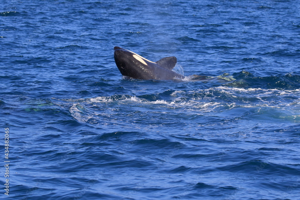 Fototapeta premium 【北海道】知床の海に回遊する野生のシャチ（北海道羅臼沖）