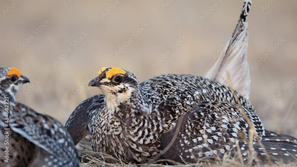 extreme close up of Sharp tailed grouse male bird lekking, shallow DOF