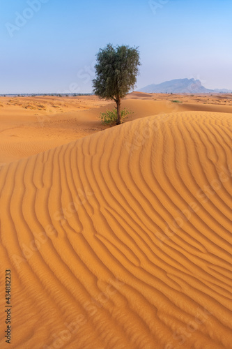 alone tree in desert landscape with patterns in portrait view