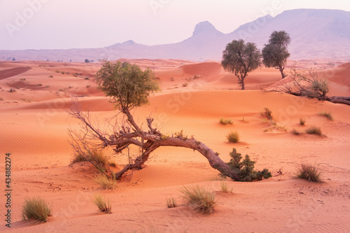 desert landscape in twilight with fall tree and mountains on back ground