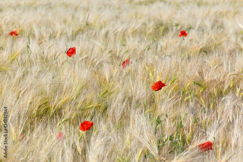 beautiful red flowers of poppies blooming in a crop wheat  field