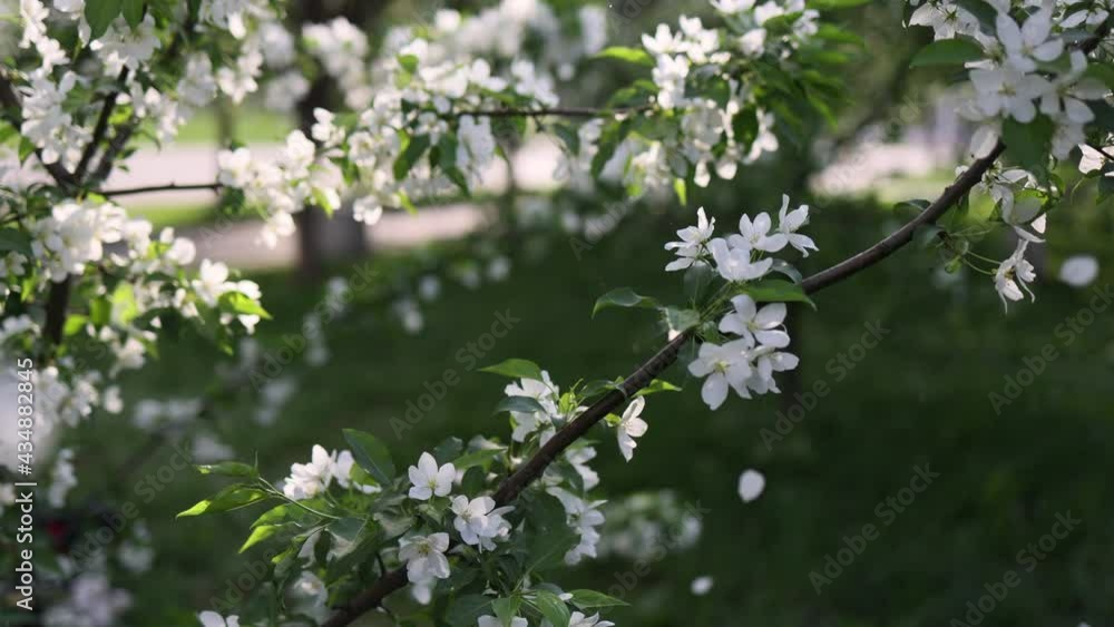 White petals fall from the tree. white apple tree flowers. Through the sun's rays. The flowering period is in May. White petals fall from the tree. white apple tree flowers. Through the sun's rays. The flowering period is in May.