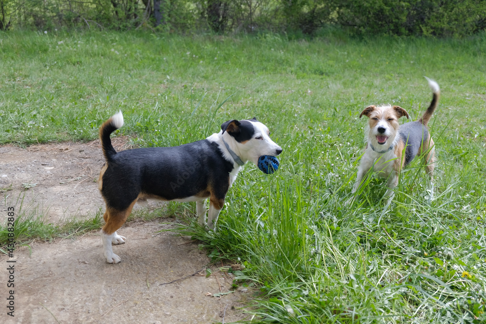 Two adorable terrier dogs playing with a ball on a green grass Two adorable terrier dogs playing with a ball on a green grass