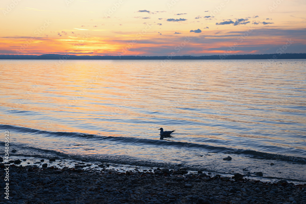 sunset scenery at the beach with swimming seagull