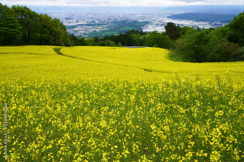 霧の中の、福島県喜多方市・三ノ倉高原の菜の花