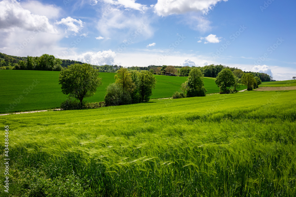 Obraz premium Schöne, grüne Frühlingslandschaft im Kraichgau, Deutschland, mit Getreidefeld im Vordergrund und bewölktem Himmel.