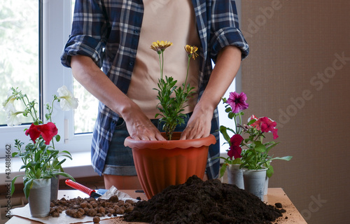 The hands of a woman gardener in a plaid shirt plant flowers in a pot of earth. Home floriculture. Planting flowers at home.