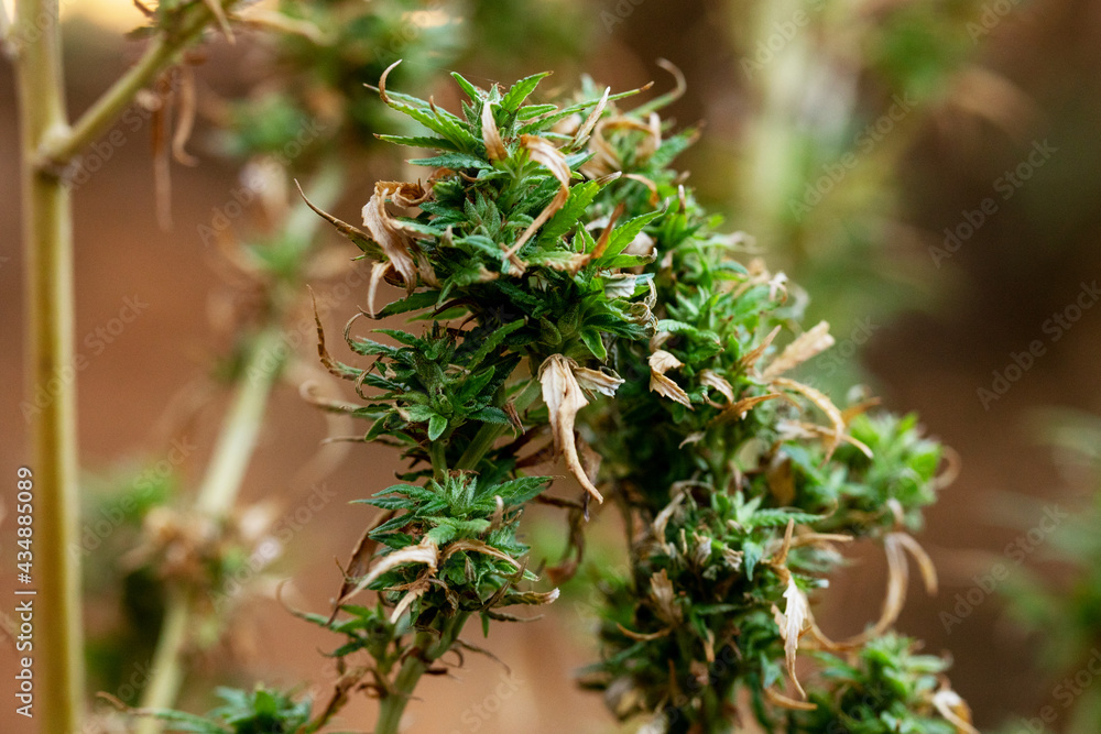 cannabis plant with damaged leaves cannabis plant with damaged leaves