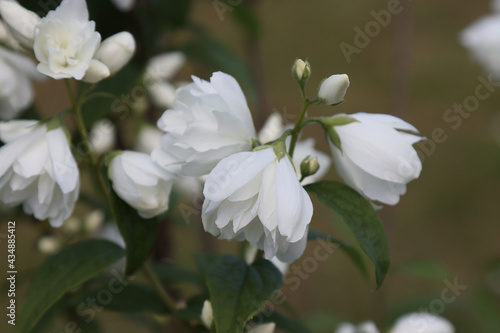Blooming white flowers of the jasmine bush.