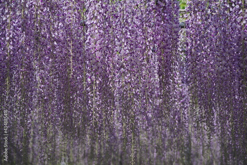 京都府宇治市の平等院の藤の花。花房が長く見ごたえがあります。