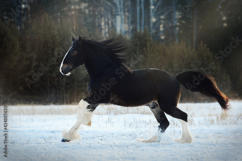 Shire black horse