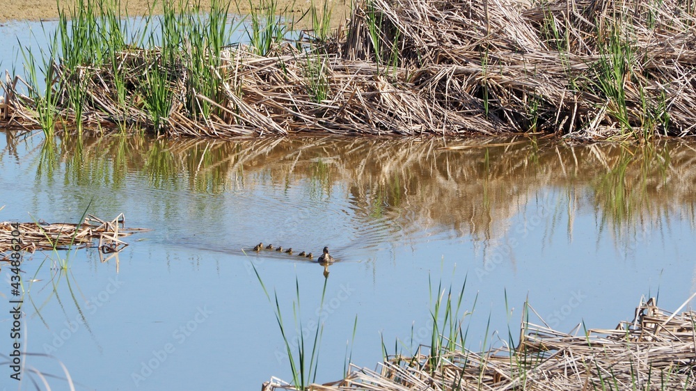 Fototapeta premium polluelos de pato haciendo una excursión acompañados de su madre por las aguas del lago de ivars y vila sana, lérida, españa, europa