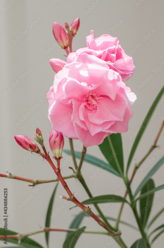 Fototapeta premium Beautiful blooming branch of pink oleander flowers