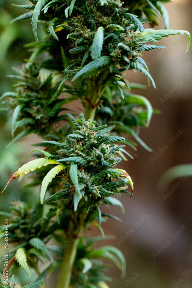 cannabis plant with damaged leaves cannabis plant with damaged leaves